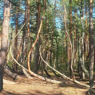 От «пьяного леса» до родины Евпатия Коловрата: необычные места Рязанской области (на вашем авто)