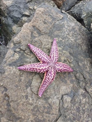 Морские деликатесы острова Русский