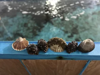 Морские деликатесы острова Русский