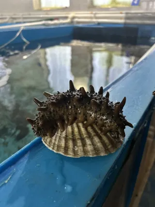 Морские деликатесы острова Русский
