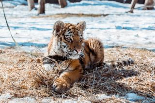 Приморский сафари-парк с посещением Лазурной и Стеклянной бухт
