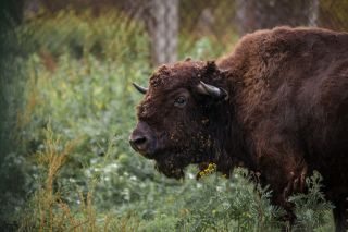 В Окский заповедник — к журавлям и зубрам (на вашем авто)