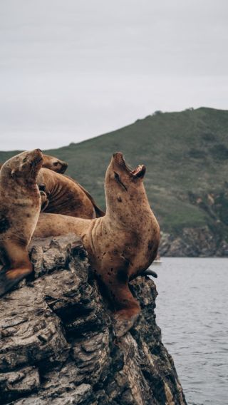 Затерянные острова и лежбище морских львов: фотоприключение на катере!