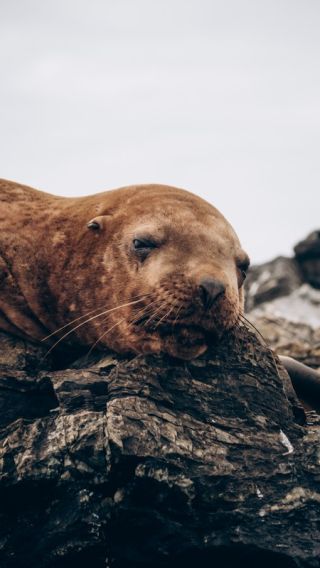 Затерянные острова и лежбище морских львов: фотоприключение на катере!