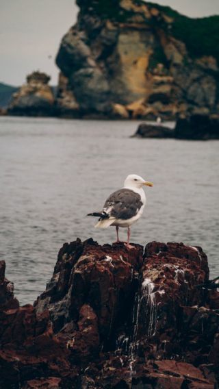 Затерянные острова и лежбище морских львов: фотоприключение на катере!