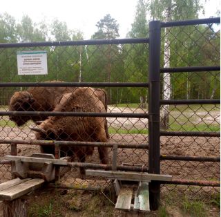 В Окский заповедник — к журавлям и зубрам (на вашем авто)