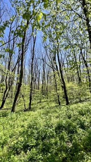 Железноводск: русская Швейцария