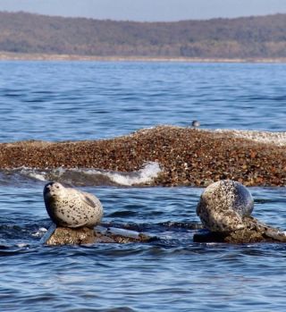 Морское путешествие по островам Японского моря